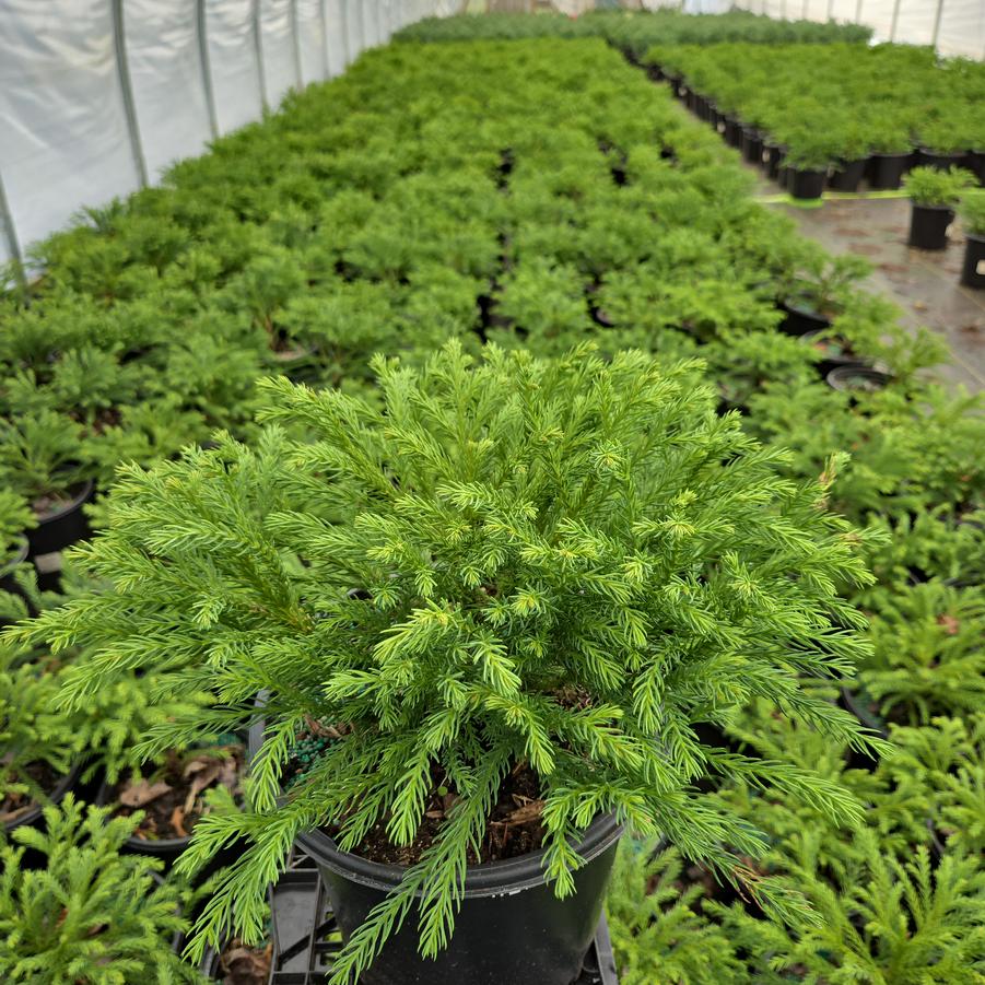 Cryptomeria japonica 'Globosa Nana'