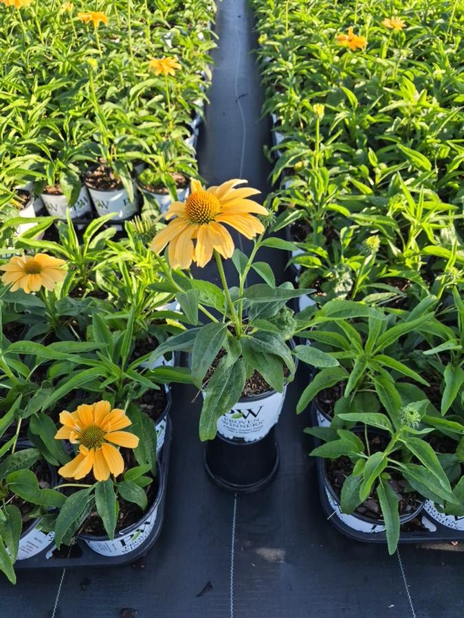 Echinacea x Color Coded® One in a Melon