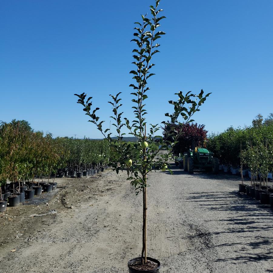 Malus domestica Goldrush