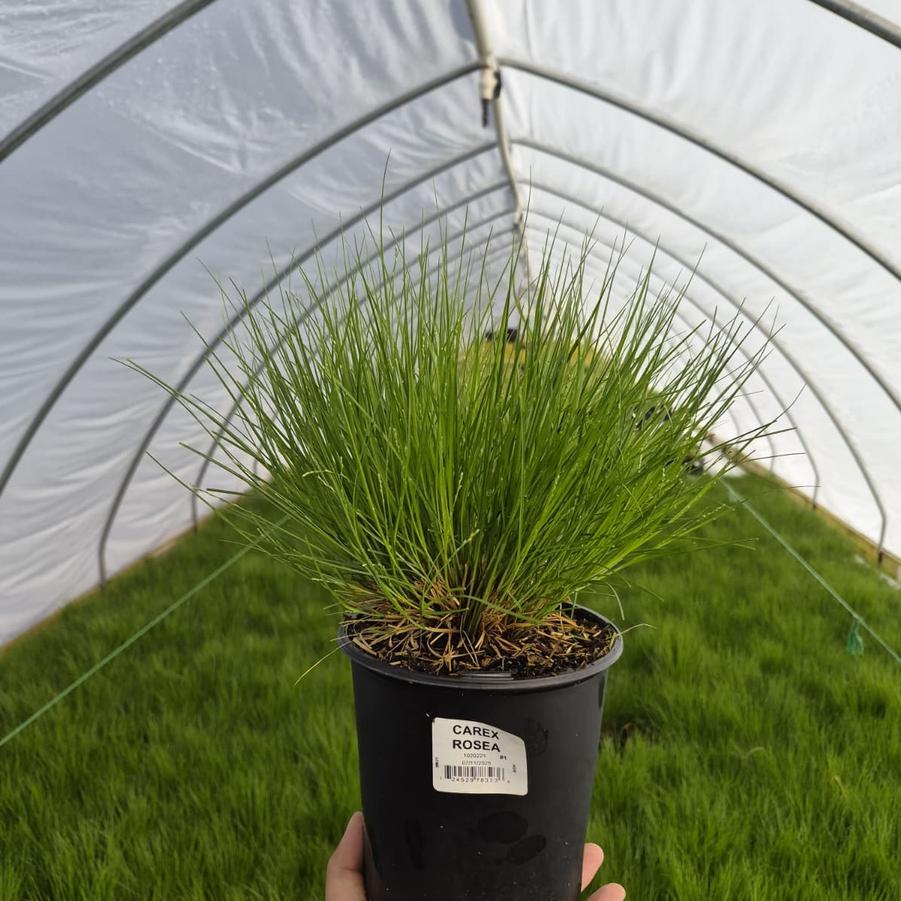 Carex rosea 