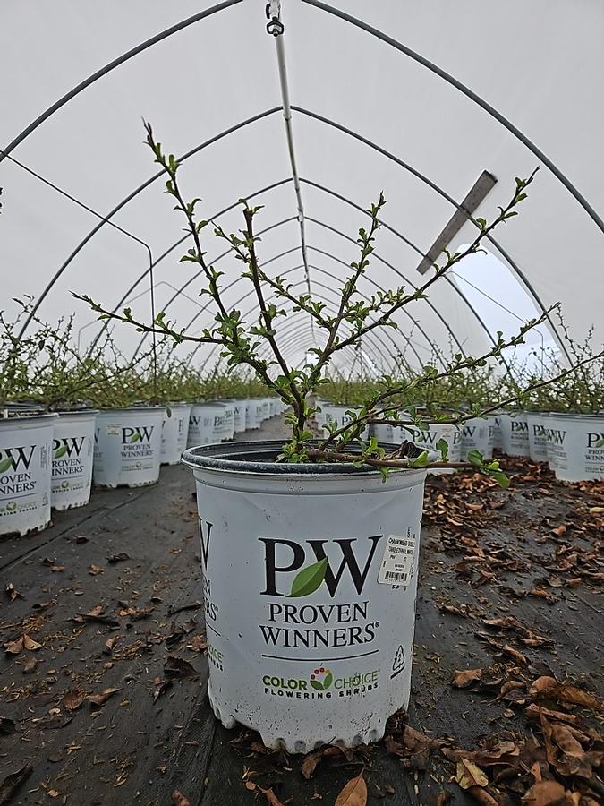 Chaenomeles speciosa Double Take Eternal White®