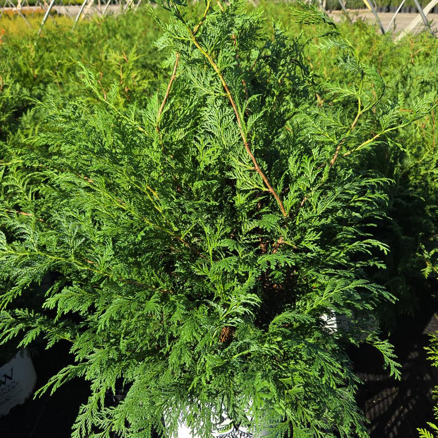 Chamaecyparis pisifera Cedar Rapids®