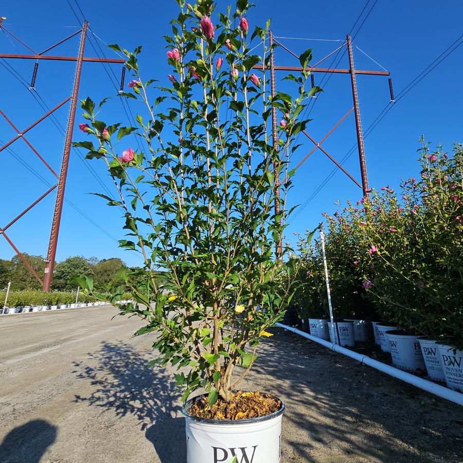 Hibiscus syriacus Red Pillar®