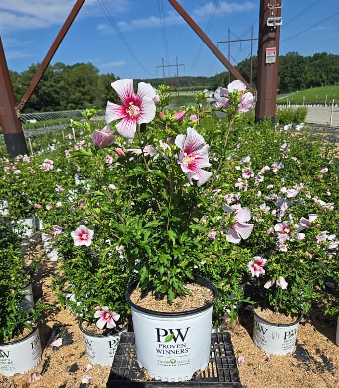 Hibiscus syriacus Starblast Chiffon™