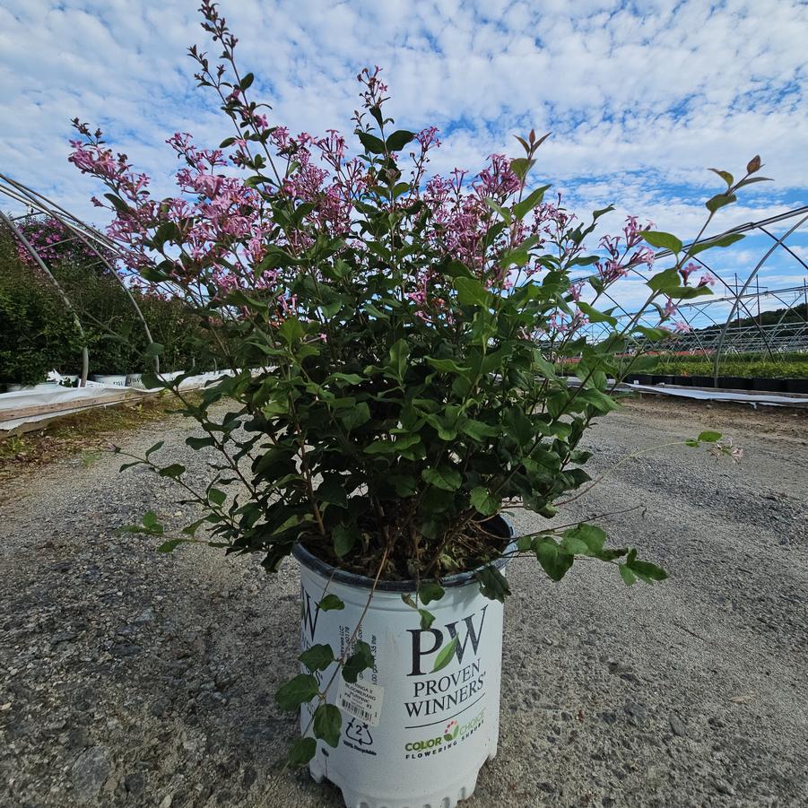 Syringa x Bloomerang® Purpink