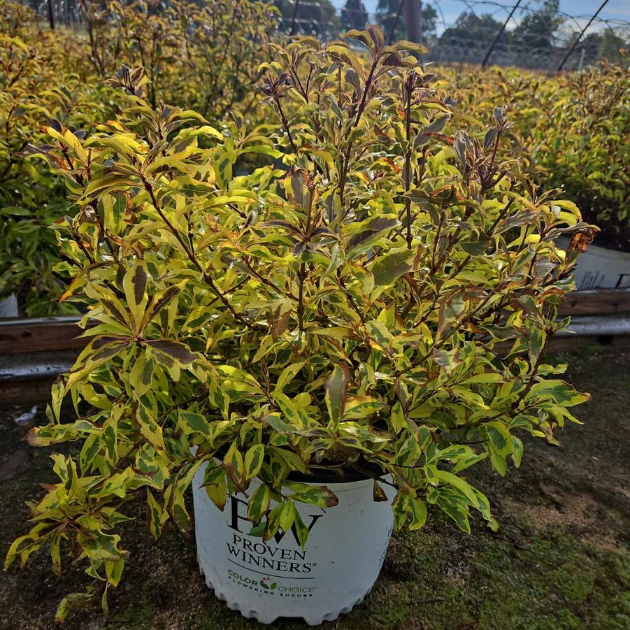 Weigela florida Bubbly Wine™