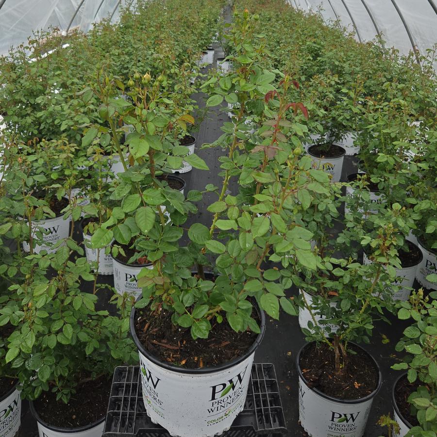 Rosa x Flavorette® Honey-Apricot