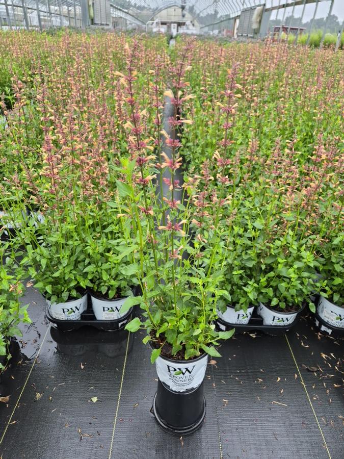 Agastache x Meant to Bee™ 'Queen Nectarine'