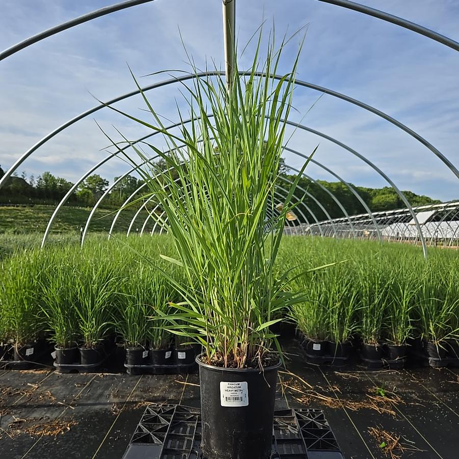 Panicum virgatum 'Heavy Metal'