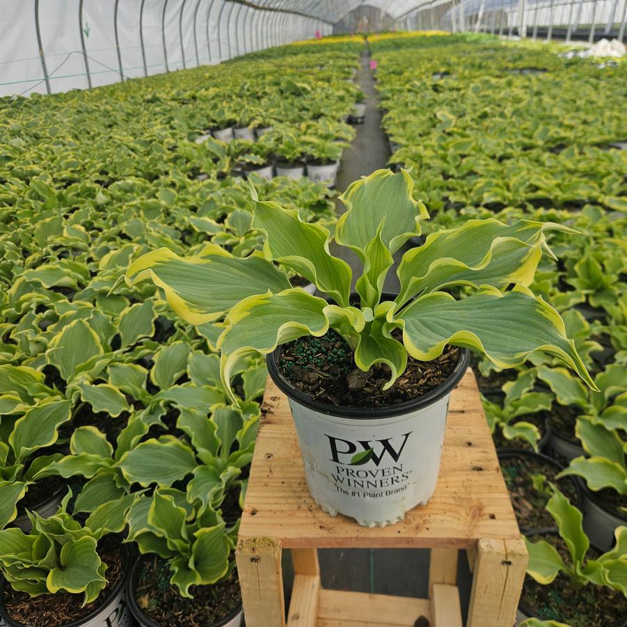Hosta x Shadowland® 'Hope Springs Eternal'