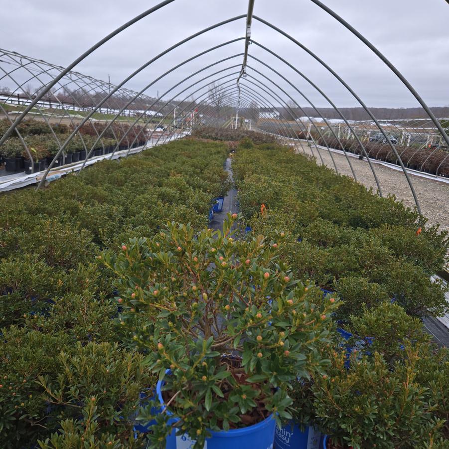 Rhododendron micrantha Bloombux® Magenta