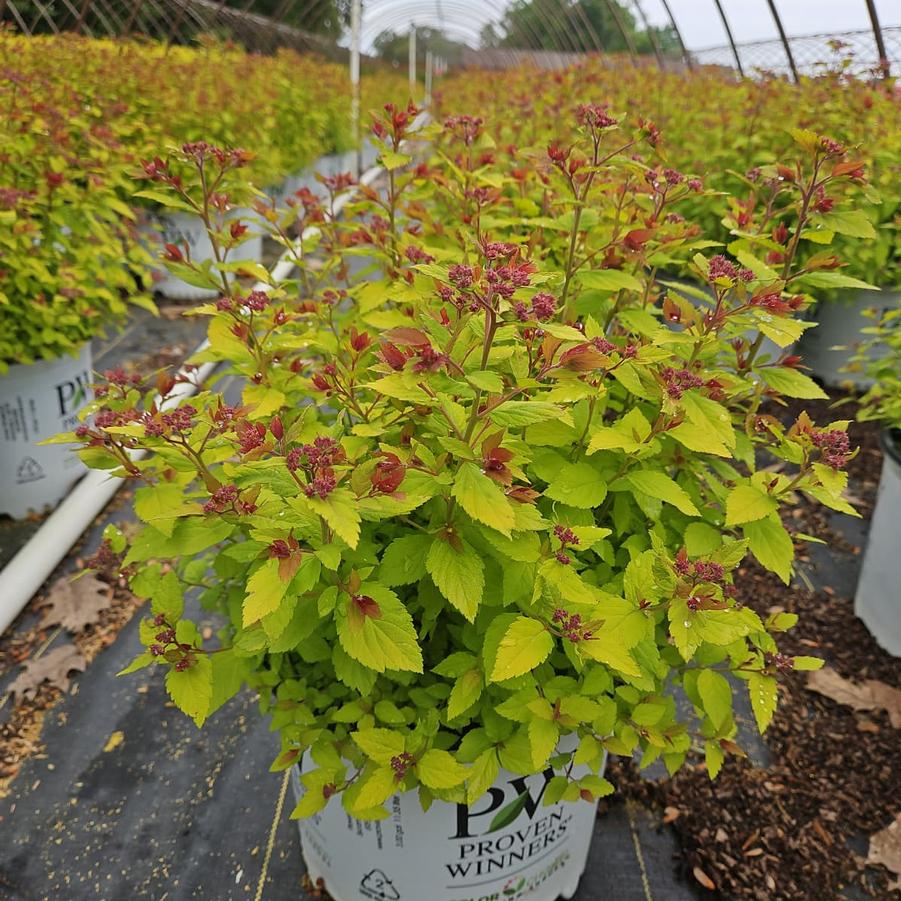 Spiraea x Double Play® Dolly™