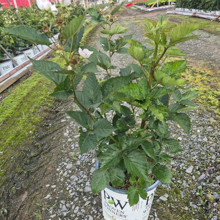 Rubus x Taste of Heaven™