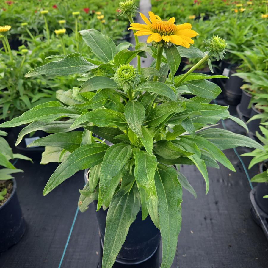 Echinacea x 'Sunmagic Vintage Mango'