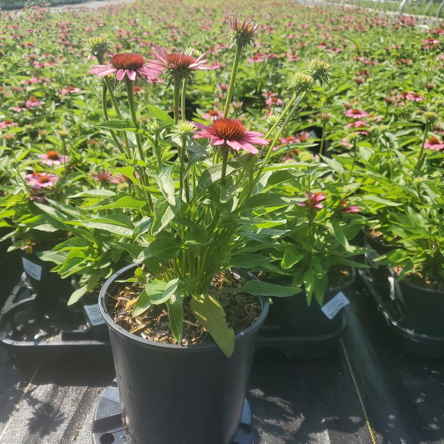 Echinacea x Sunmagic® 'Vintage Pink'