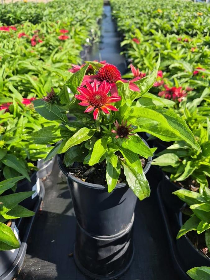 Echinacea x 'Sunmagic Vintage Ruby'