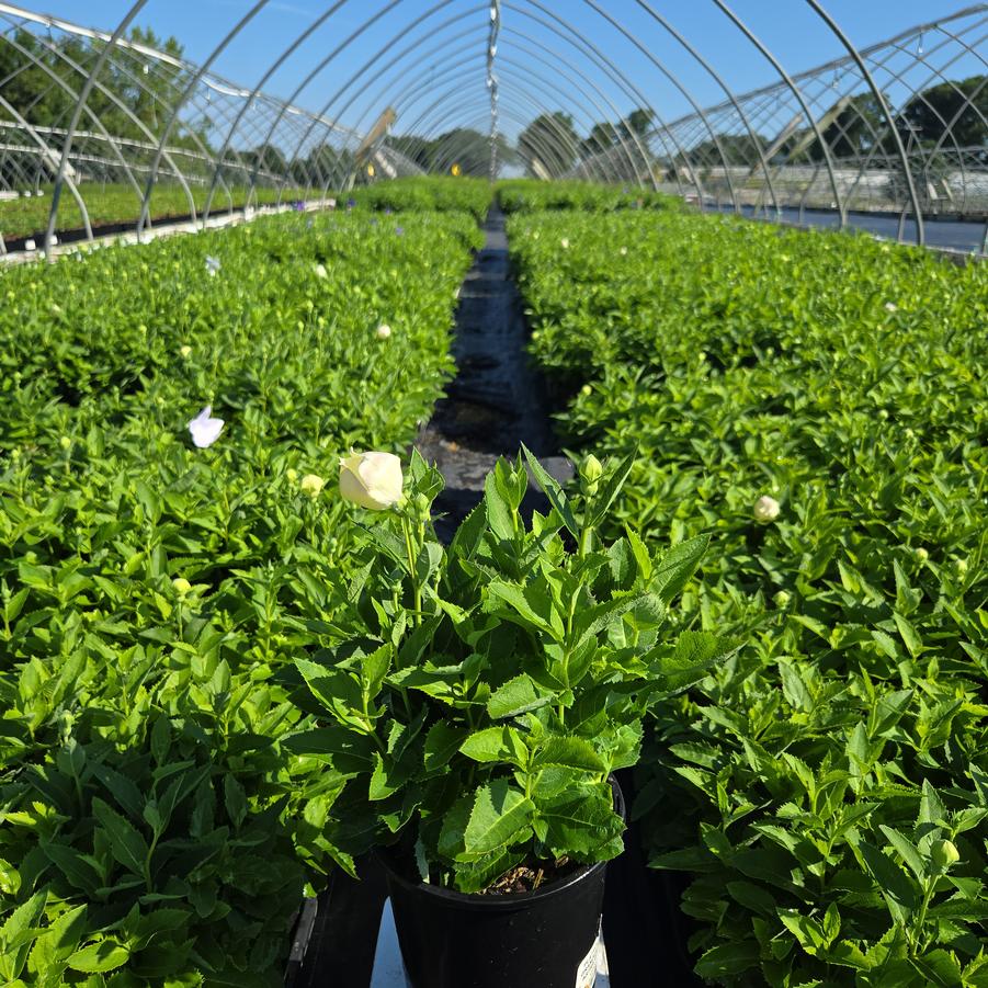Platycodon grandiflorus 'Astra White'