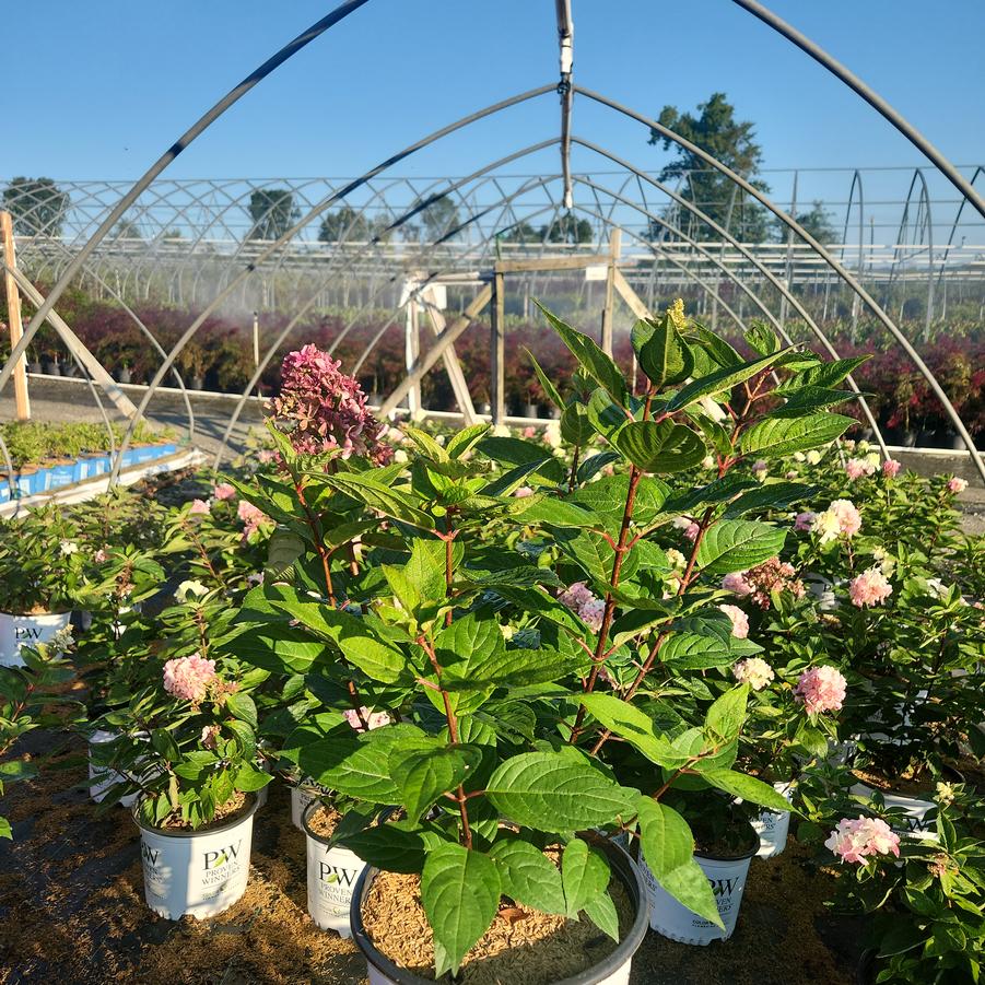 Hydrangea paniculata Pinky Winky Prime™