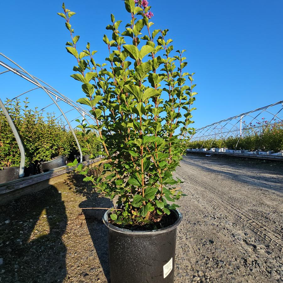 Syringa meyeri Flowerfesta® Purple