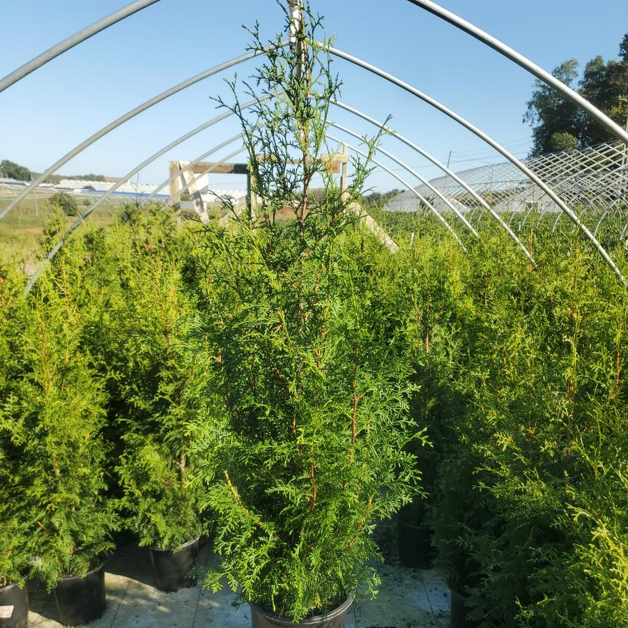Thuja plicata Sugar and Spice™