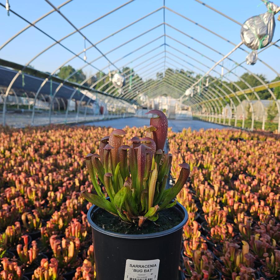Sarracenia 'Bug Bat'