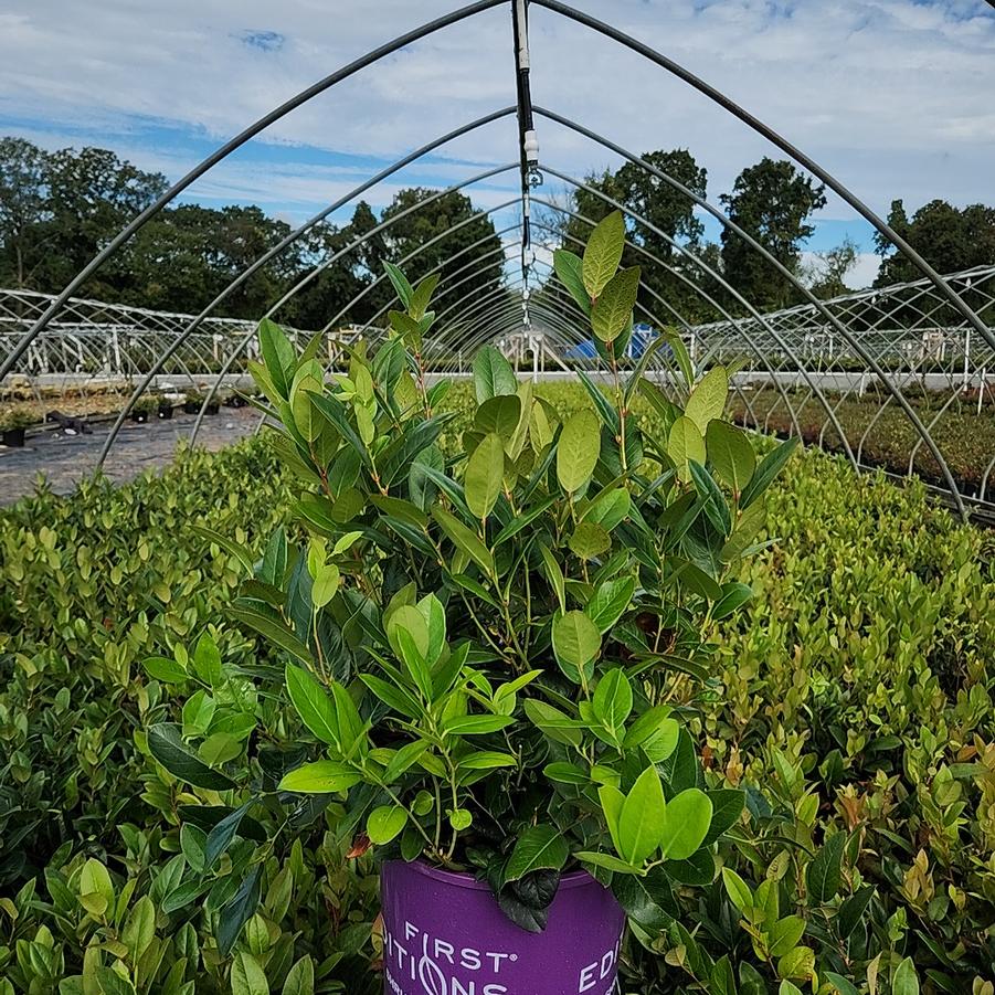 Leucothoe axillaris Lucky Leu®