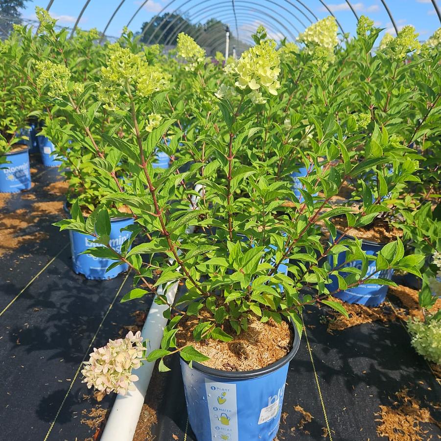 Hydrangea paniculata Dragon Baby™