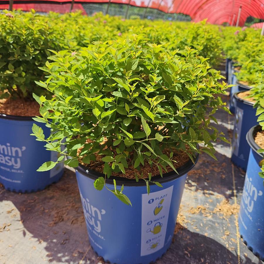 Spiraea japonica Poprocks® Pineapple