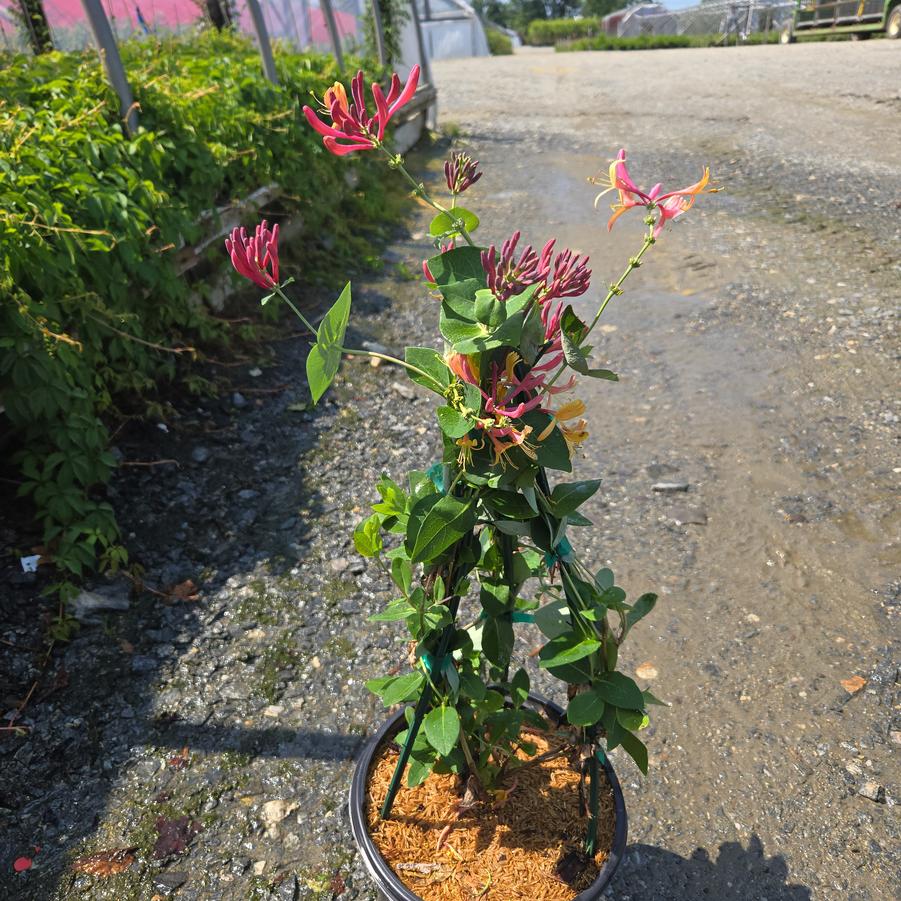 Lonicera x 'Coral Star'