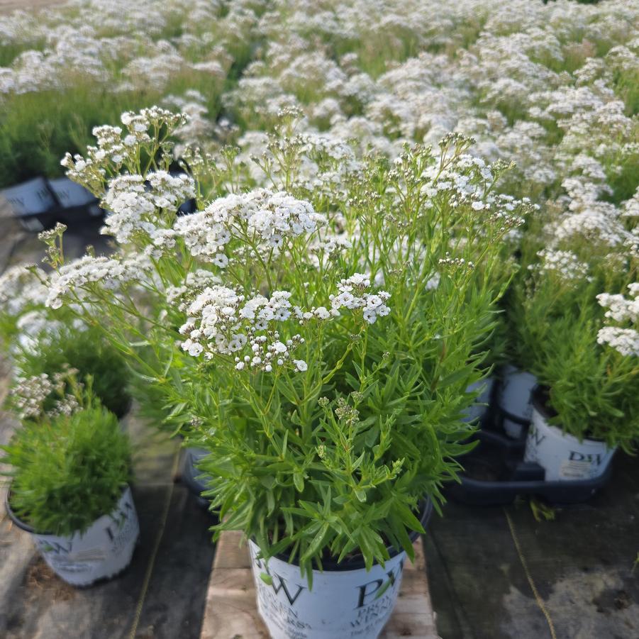 Gypsophila paniculata Festival Star®