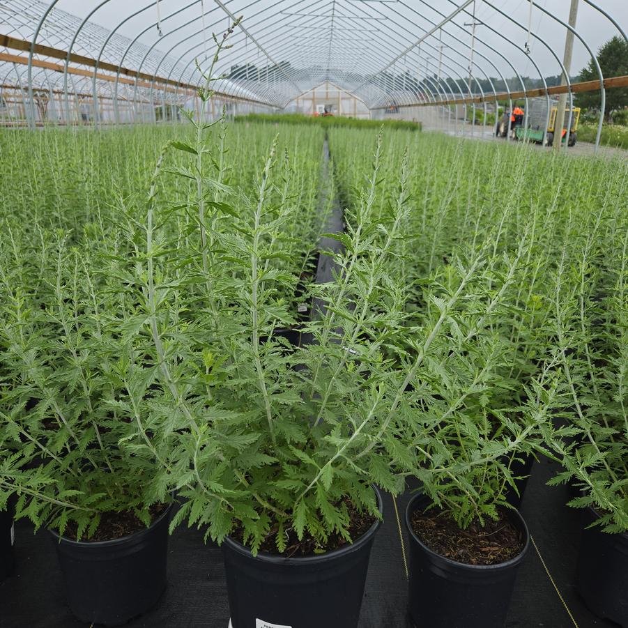 Perovskia atriplicifolia 