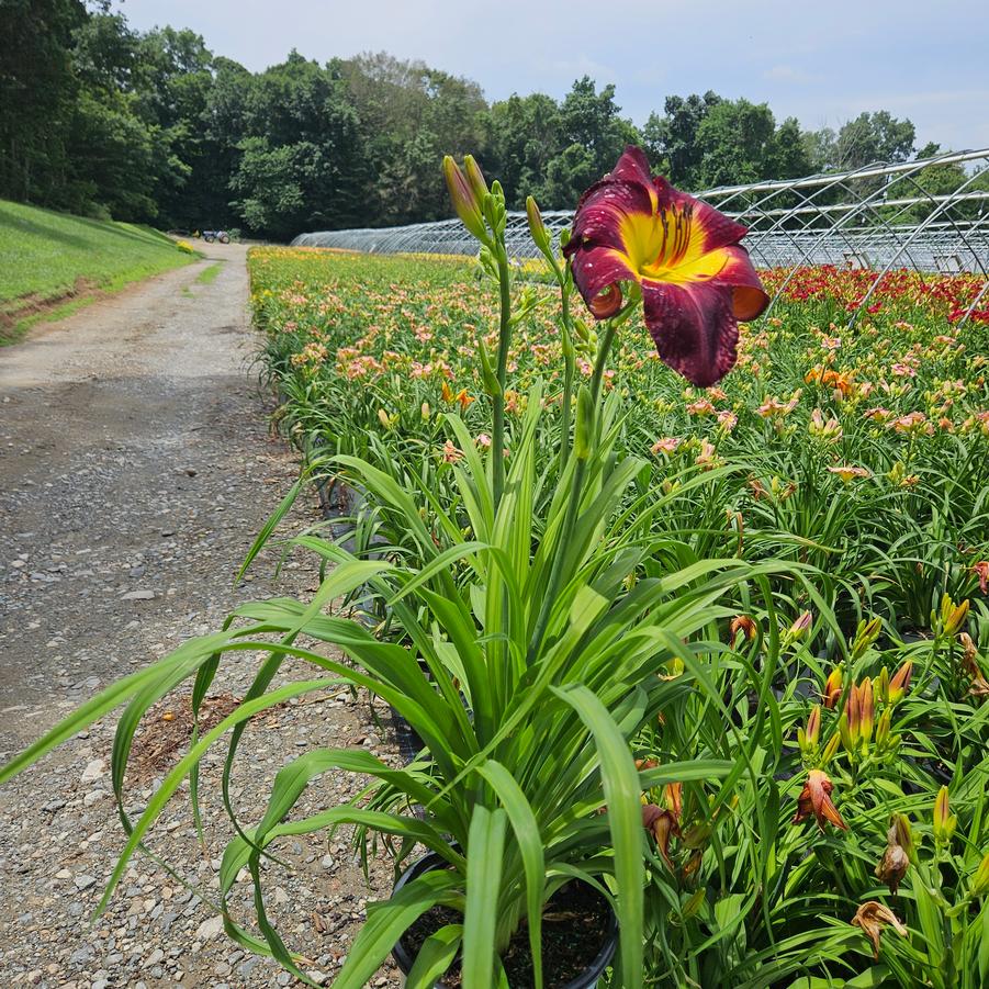 Hemerocallis RAINBOW RHYTHM® 'Persian Ruby'