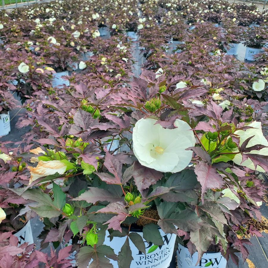 Hibiscus x Summerific® Cookies & Cream