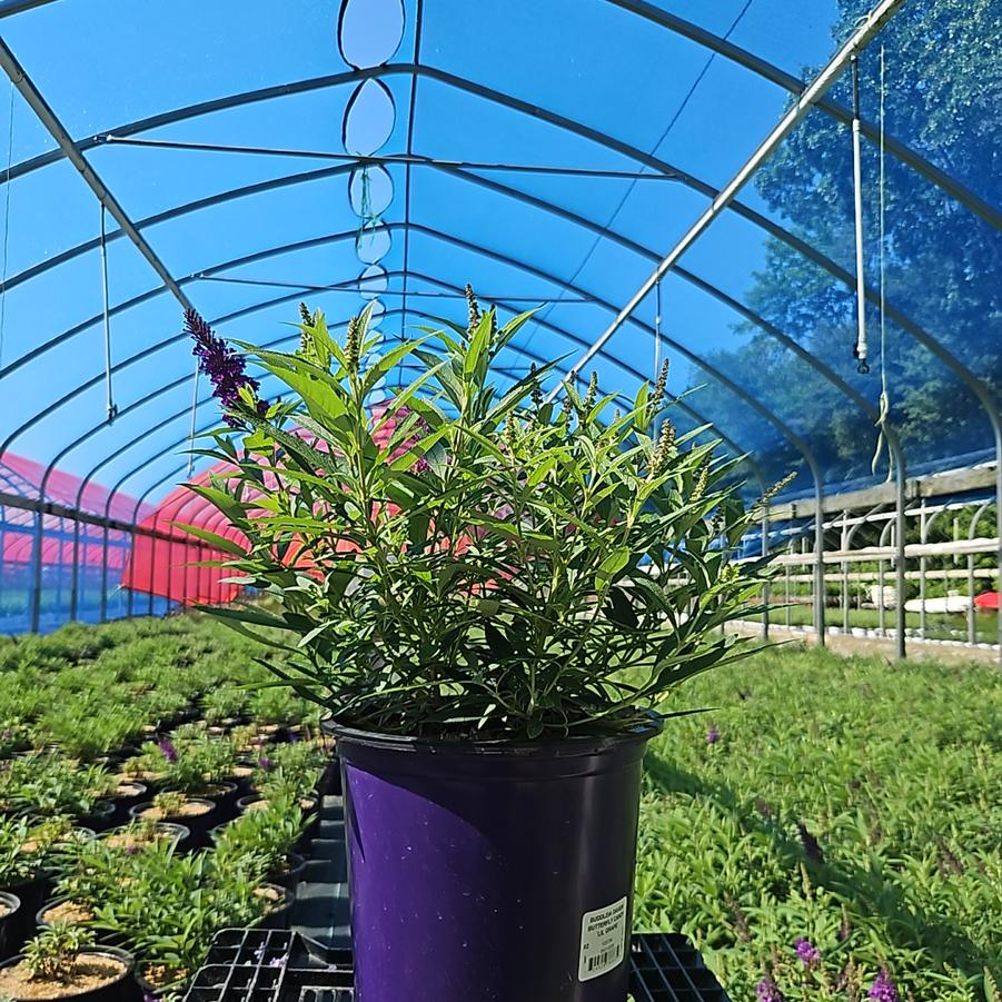 Buddleia davidii Butterfly Candy® Li'l Grape™