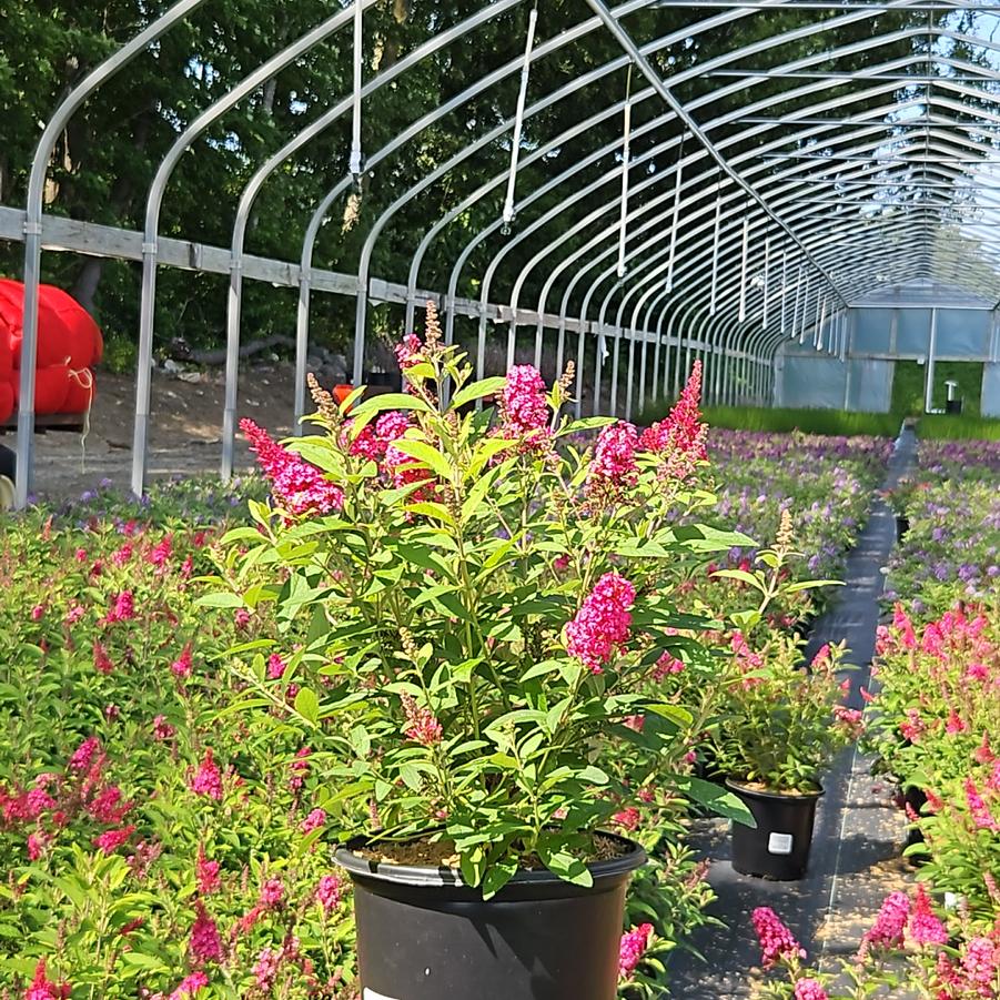 Buddleia davidii Butterfly Candy® Li'l Raspberry™