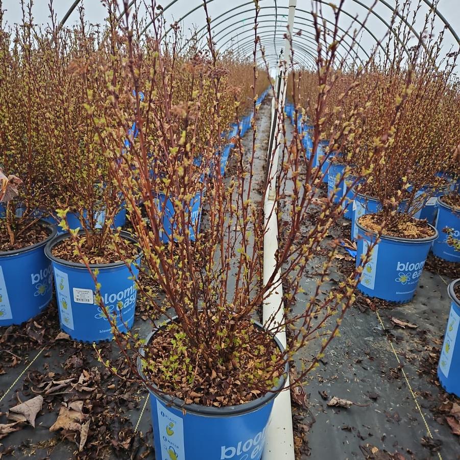 Physocarpus opulifolius Calico Kitty™