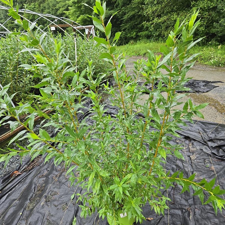 Salix alba 'Winter Torch'