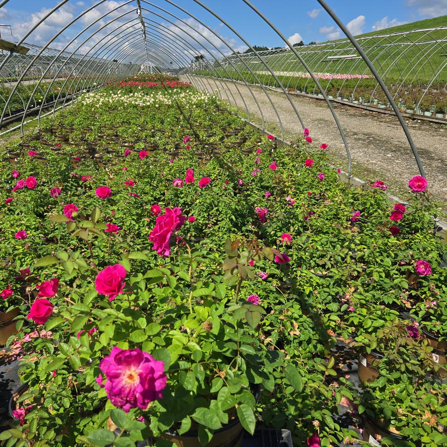 Rosa Showpiece™ Berry