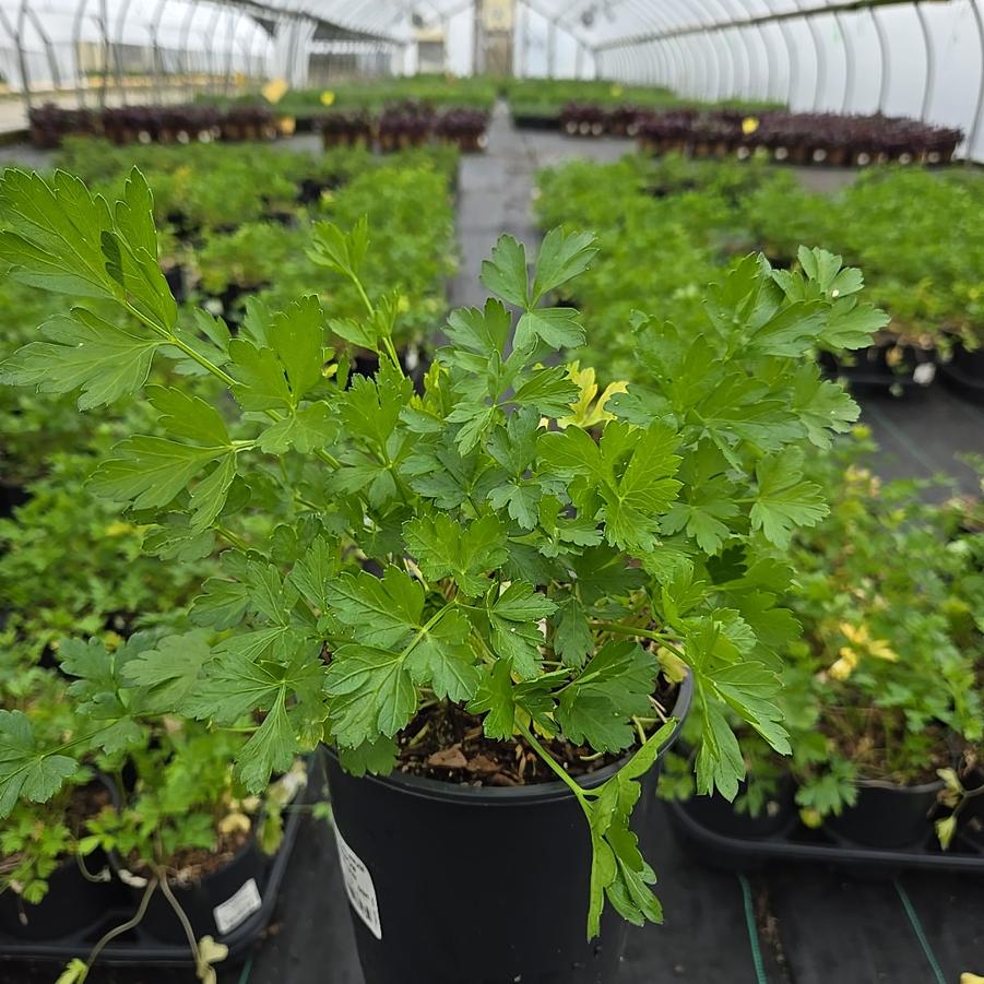 Petroselinum crispum Italian