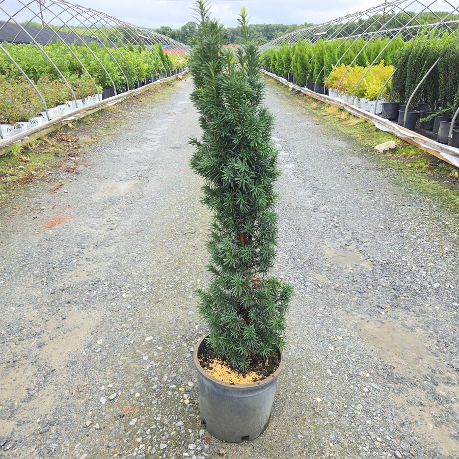 Taxus baccata 'Fastigiata'