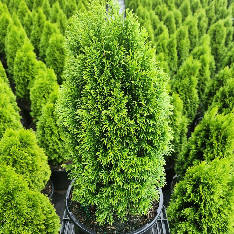 Thuja occidentalis Emerald Petite™