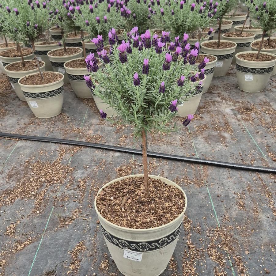 Lavandula stoechas 'Anouk'