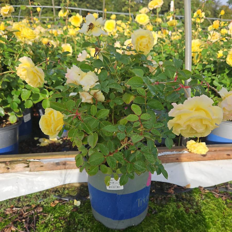 Rosa 'True Joy'