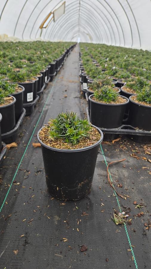 Phlox subulata 'Emerald Blue'