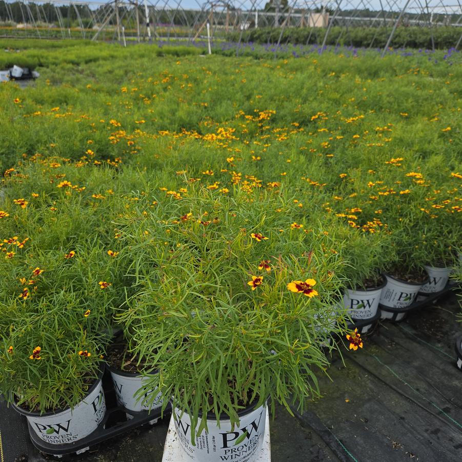 Coreopsis verticillata Designer Threads™ 'Golden Needles'
