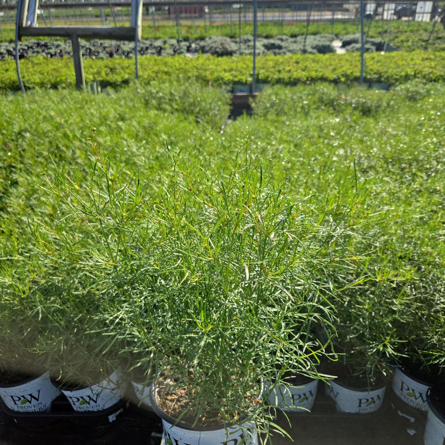 Coreopsis verticillata Designer Threads™ 'Heartstrings'