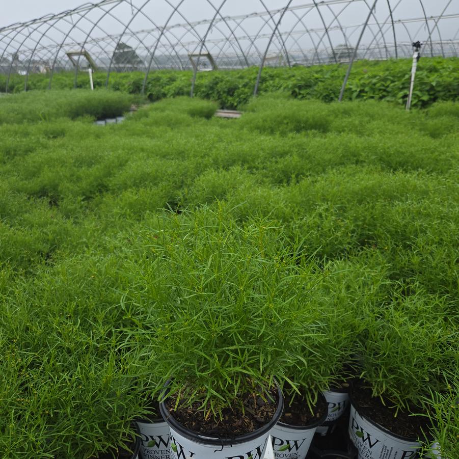 Coreopsis verticillata Designer Threads™ 'Scarlet Ribbons'