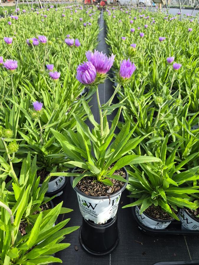 Stokesia laevis TOTALLY STOKED™ 'Riptide'