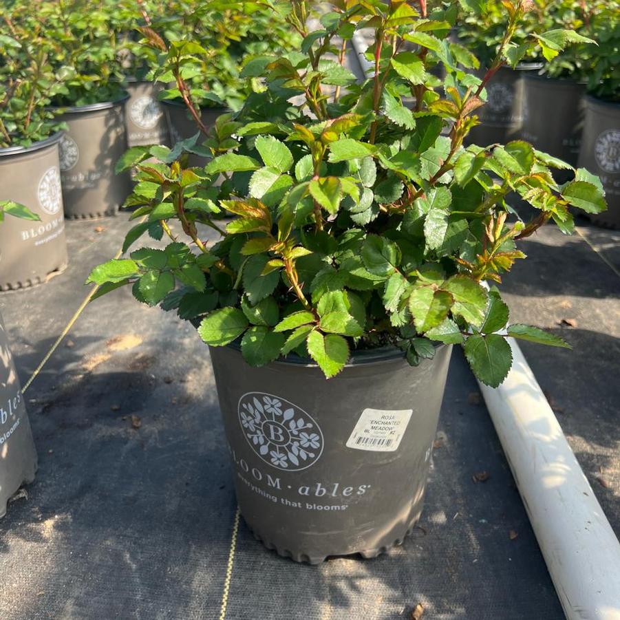 Rosa Enchanted Meadow™