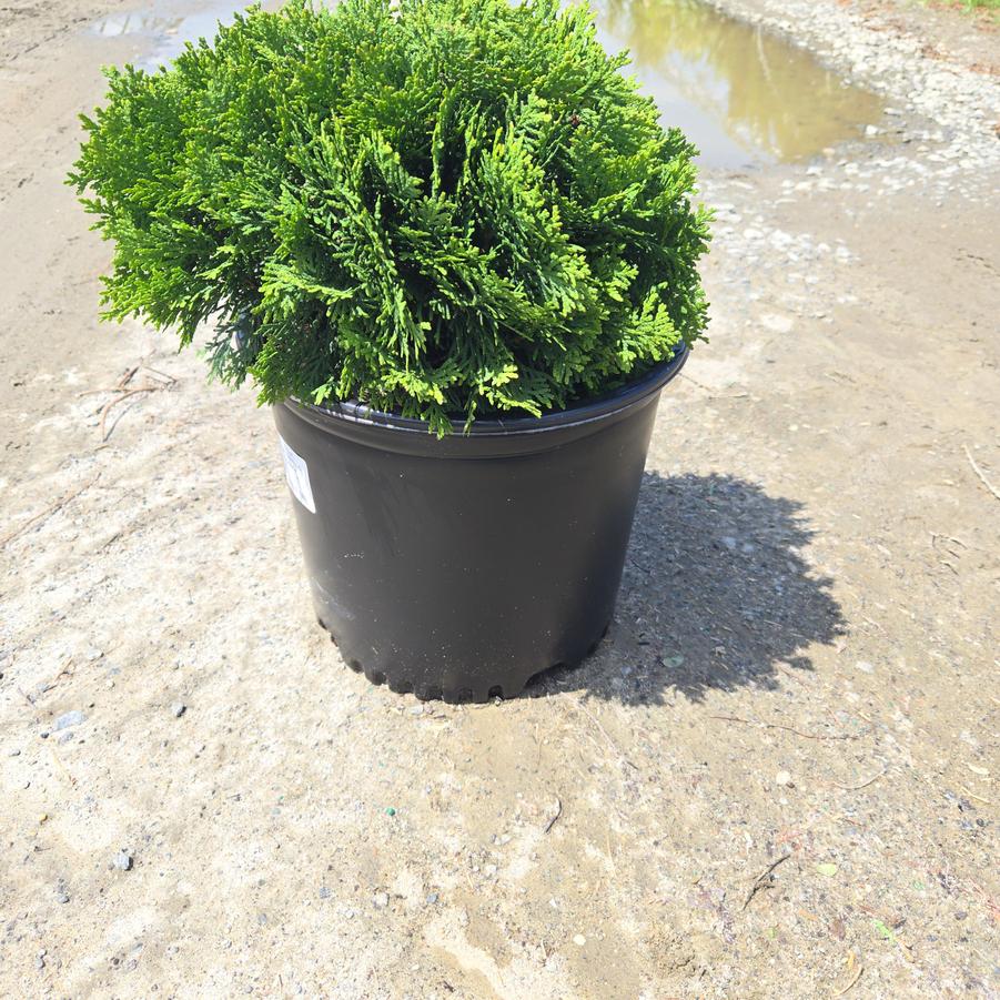 Thuja occidentalis 'Danica'